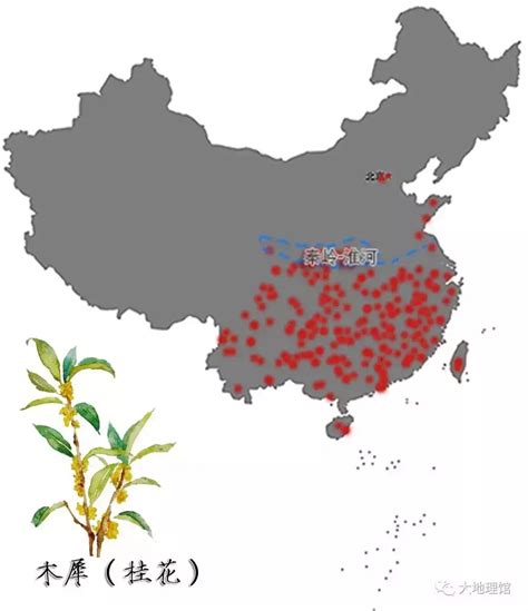 两广桂花树|广西的简称“桂”，到底从哪里来？是“桂树”还是“桂花”？